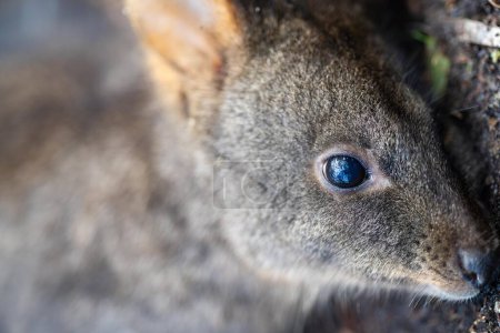 wallaby in the bush close up in australia