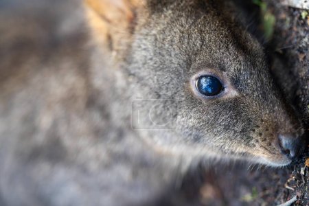 wallaby en el arbusto de cerca en Australia