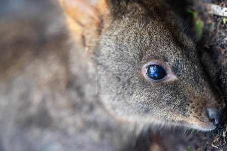 Wallaby im Busch aus nächster Nähe in Australien