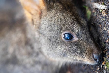 wallaby en el arbusto de cerca en Australia