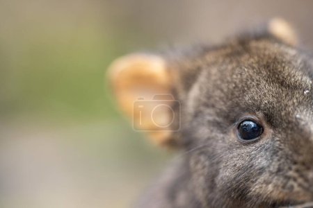 wallaby dans la brousse gros plan en Australie