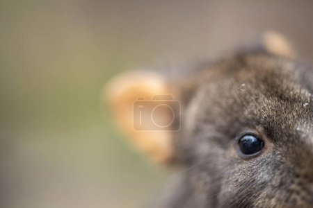 wallaby in the bush close up in australia