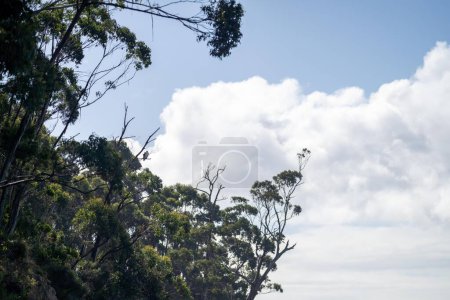white sea eagle sitting in a tree in australia