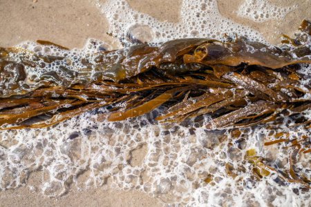 bull kelp growing on the rocks wave and swell in the ocean in tasmania australia