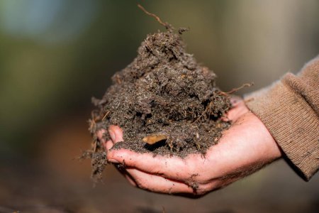 Universitätsstudent, der zur Waldgesundheit forscht. Landwirt sammelt Bodenproben in einem Reagenzglas auf einem Feld. Agronom überprüft Bodenkohlenstoff und Pflanzengesundheit auf einem Bauernhof 