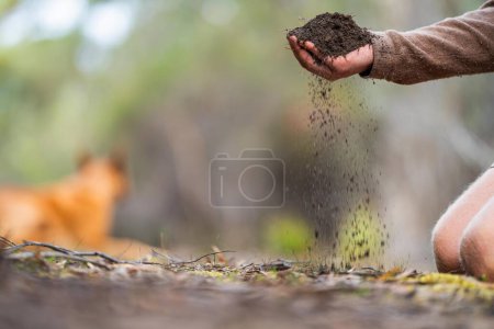 Foto de Agricultor sosteniendo el suelo en la mano y vertiendo el suelo en el suelo. conectado con la tierra y el medio ambiente. agronomía del suelo en Australia. estudio de la salud del suelo. en contacto con la naturaleza - Imagen libre de derechos