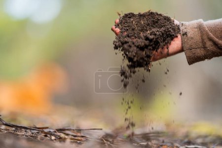 Foto de Agricultor sosteniendo el suelo en la mano y vertiendo el suelo en el suelo. conectado con la tierra y el medio ambiente. agronomía del suelo en Australia. estudio de la salud del suelo. en contacto con la naturaleza - Imagen libre de derechos