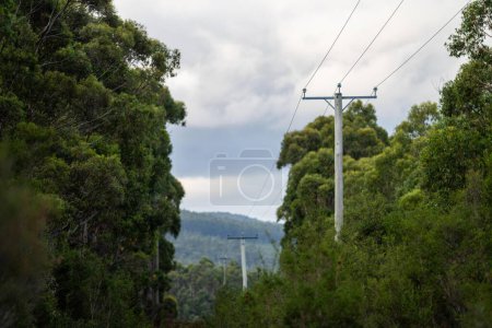 Stromleitungen im australischen Busch. Strommasten sind eine Brandgefahr. Stromleitungen durch einen Wald in Tasmanien  