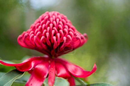 einheimische Blumen im australischen Busch. Heimische Pflanzen wachsen 