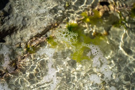 green seaweed kelp growing in a rock pool in australia in spring