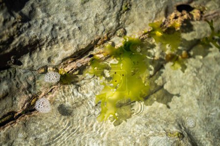 green seaweed kelp growing in a rock pool in australia in spring