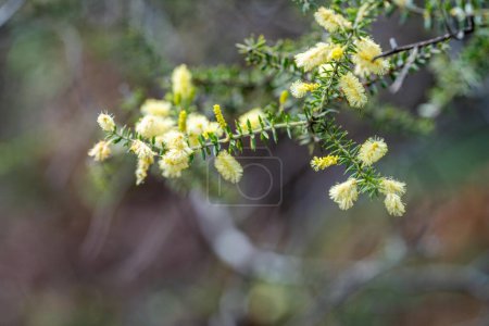 einheimische Blumen im australischen Busch. Heimische Pflanzen wachsen 