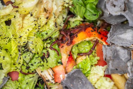 Würmer im Komposthaufen. Herstellung eines thermophilen Komposts mit Bodenbiologie für Dünger auf einem Bauernhof in einem Maschenring in Australien