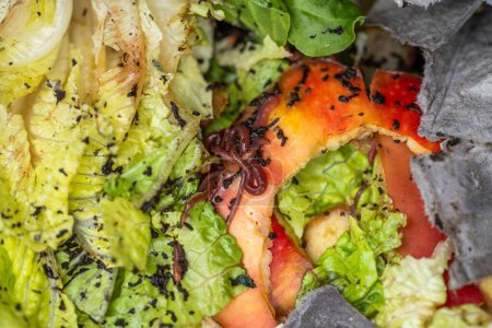 Würmer im Komposthaufen. Herstellung eines thermophilen Komposts mit Bodenbiologie für Dünger auf einem Bauernhof in einem Maschenring in Australien