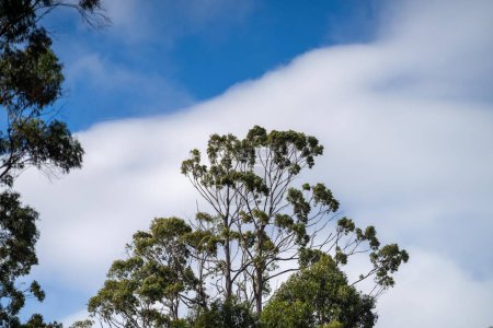 Téléchargez les photos : Plantes australiennes indigènes dans la brousse, beaux gommiers et arbustes dans la forêt de brousse australienne. Gumtrees et plantes indigènes poussant en Australie - en image libre de droit