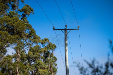 Photo for Powerlines in the bush in Australia. Power poles a fire hazard  in tasmania - Royalty Free Image