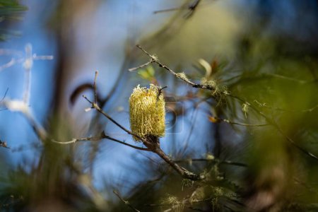 brillante flor de banksia amarilla nativa en primavera en un parque nacional en australia en un parque