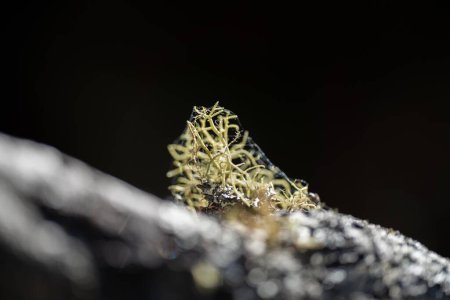 lignin and moss growing on a tree in the forest in the australian bush. university student researching fungus and fungal decomposition in the bush
