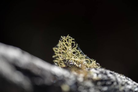 lignin and moss growing on a tree in the forest in the australian bush. university student researching fungus and fungal decomposition in the bush