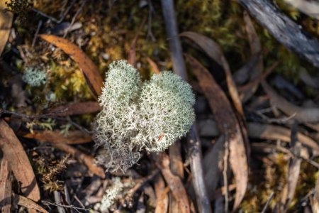 Lignin und Moos wachsen auf einem Baum im Wald im australischen Busch. Studentin erforscht Pilz und Pilzverwesung im Busch