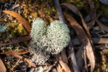 Lignin und Moos wachsen auf einem Baum im Wald im australischen Busch. Studentin erforscht Pilz und Pilzverwesung im Busch