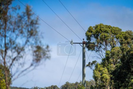 Photo for Powerlines in the bush in Australia. Power poles a fire hazard  in tasmania - Royalty Free Image