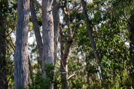 plantes australiennes indigènes dans la brousse, beaux gommiers et arbustes dans la forêt de brousse australienne. Gumtrees et plantes indigènes poussant en Australie 