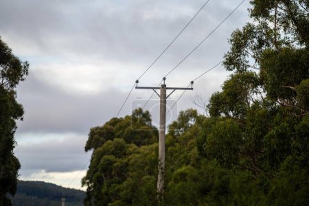 Powerlines in the bush in Australia. Power poles a fire hazard  in tasmania