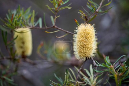 brillante flor de banksia amarilla nativa en primavera en un parque nacional en australia en un parque