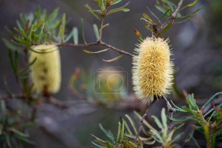fleur de banksia jaune vif au printemps dans un parc national en Australie dans un parc