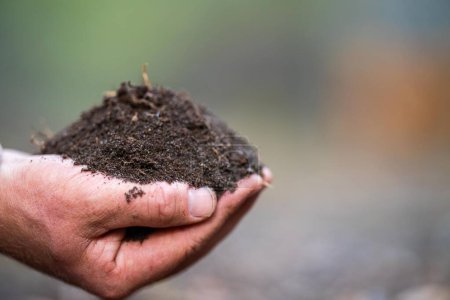 Landwirt hält Erde in der Hand und gießt Erde auf den Boden. verbunden mit Land und Umwelt. Bodenagronomie in Australien. Studie zur Bodenheide