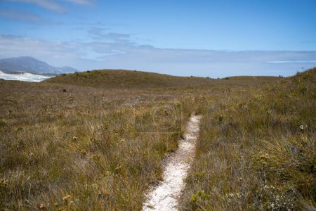 trekking in the wilderness. boardwalk walking track in a national park in tasmania 