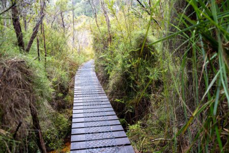 trekking in the wilderness. boardwalk walking track in a national park in tasmania 