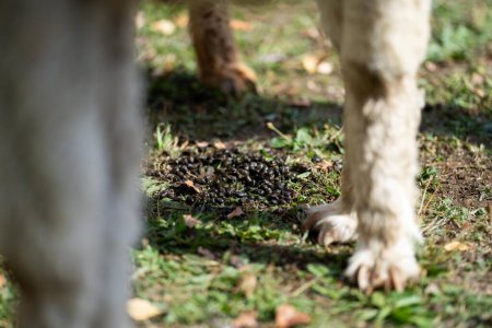 tierische Schafe poo in einem Feld. Alpaka-Haufen auf dem Gras in einem Bauernhof