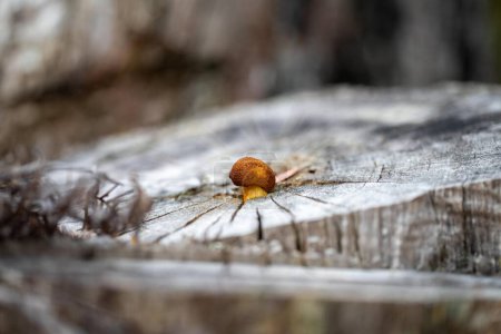 Téléchargez les photos : Gros plan sur Champignons dans la brousse en Australie. - en image libre de droit