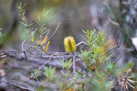 bright native yellow banksia flower in spring in a national park in australia in a park