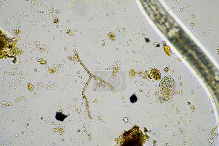 microorganismos del suelo en una muestra de vida del suelo de una granja agrícola sostenible. alimento vivo web o bacterias hongos y protozoos en Australia
