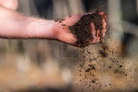 agriculteur recueillant des échantillons de sol dans un tube à essai dans un champ. L'agronome vérifie le carbone du sol et la santé végétale 