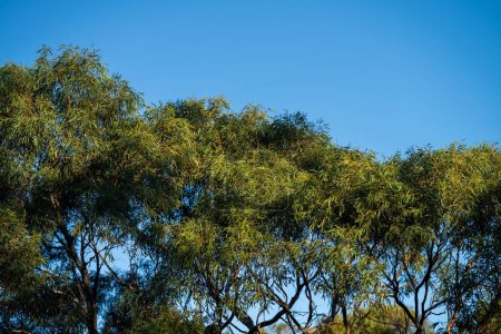 beaux gommiers Arbres et arbustes dans la forêt de brousse australienne. Gumtrees et plantes indigènes poussant en Australie 
