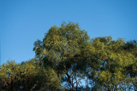 plantas australianas nativas en los arbustos, hermosos árboles de goma y arbustos en el bosque arbusto australiano. Gumtrees y plantas nativas que crecen en Australia 