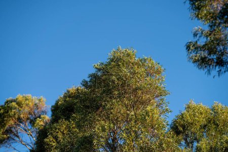 Téléchargez les photos : Beaux gommiers Arbres et arbustes dans la forêt de brousse australienne. Gumtrees et plantes indigènes poussant en Australie - en image libre de droit