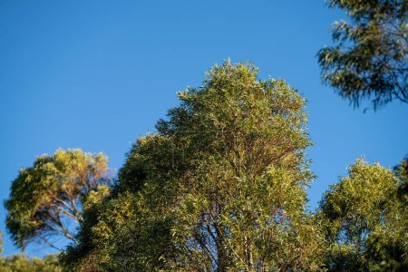 plantes australiennes indigènes dans la brousse, beaux gommiers et arbustes dans la forêt de brousse australienne. Gumtrees et plantes indigènes poussant en Australie 