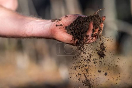 Compost pile, organic thermophilic compost turning in Tasmania Australia. farmer holding soil in australi