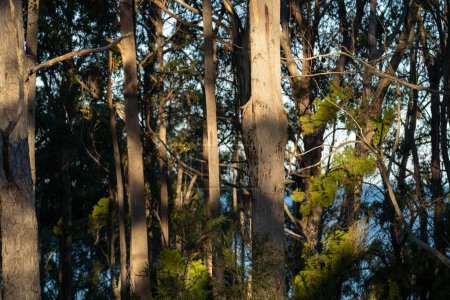 Téléchargez les photos : Plantes australiennes indigènes dans la brousse, beaux gommiers et arbustes dans la forêt de brousse australienne. Gumtrees et plantes indigènes poussant en Australie - en image libre de droit