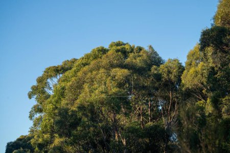 hermosos árboles de goma y arbustos en el bosque arbusto australiano. Gumtrees y plantas nativas que crecen en Australia 