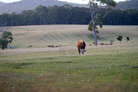 Gros plan de taureaux, vaches et veaux de boucherie broutant de l'herbe dans un champ, en Australie. races de bétail comprennent parc moucheté, gris murray, angus, brangus et wagyu manger des céréales