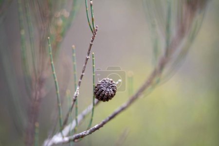 beaux gommiers Arbres et arbustes dans la forêt de brousse australienne. Gommiers et plantes indigènes en croissance