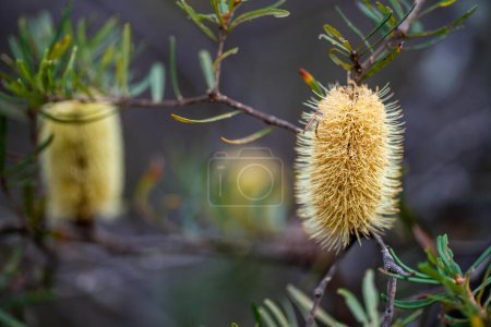 bright native yellow banksia flower in spring in a national park in australia