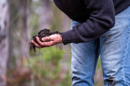 Téléchargez les photos : Tenir la terre dans la main, sentir le compost dans un champ en Tasmanie - en image libre de droit