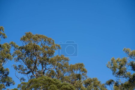 hermosos árboles de goma y arbustos en el bosque arbusto australiano. Gumtrees y plantas nativas que crecen